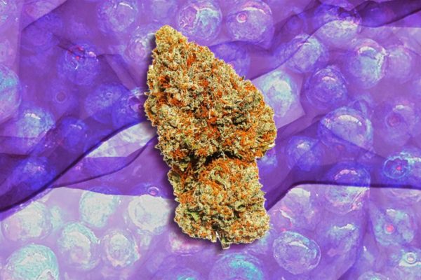Buy Blueberry Strain Online