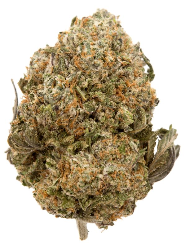 Buy Sugar Cookies Strain