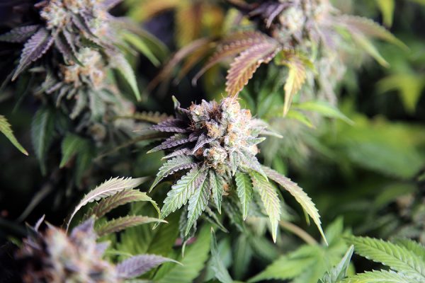 Buy Indica Cannabis Flower Strain Online