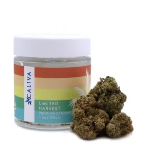 Premium Jack Cannabis Strain