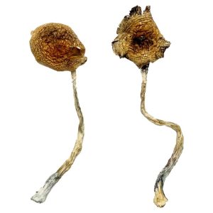 Ban Thurian Magic Mushrooms - Shroom Land Hub