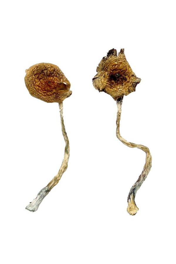 Ban Thurian Magic Mushrooms - Shroom Land Hub