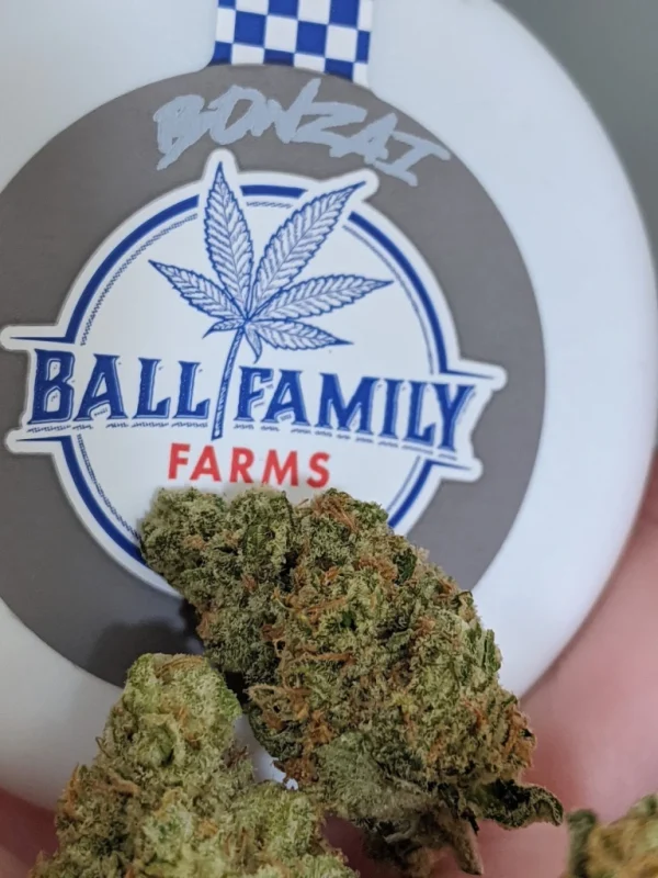 Buy Daniel Larusso Strain - Image 2