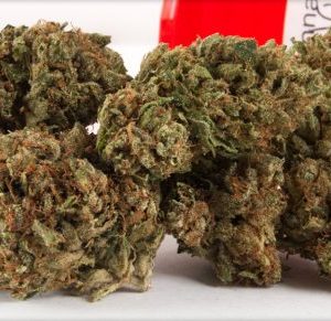 Buy Diablo kush Strain