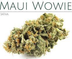 Buy Maui Wowie Strain Online