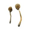 Rusty Whyte Magic Mushrooms - Shroom Land Hub