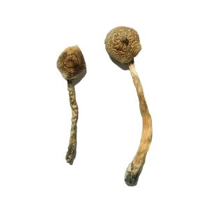 Rusty Whyte Magic Mushrooms - Shroom Land Hub