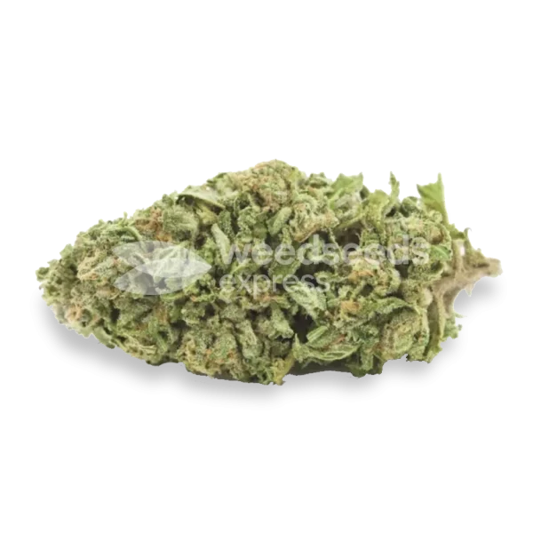 Buy Sleepy Joe OG Seeds - Image 2